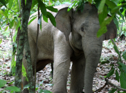 Pemburu Tewas Diinjak-injak Gajah