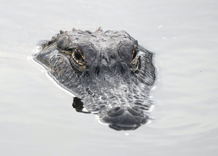 buaya