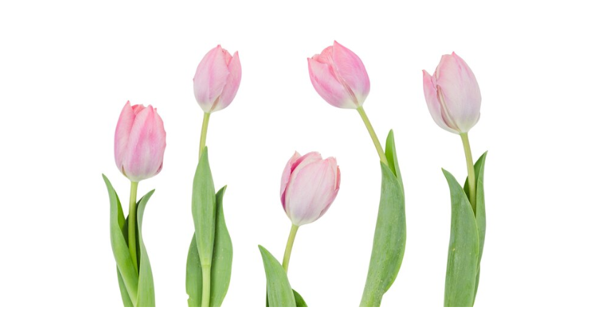 Bunga Tulip