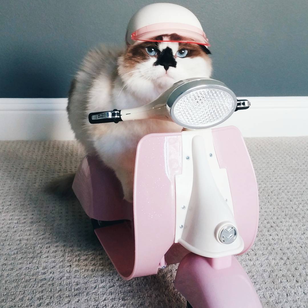 Albert kucing menggemaskan (Instagram/albertbabycat)