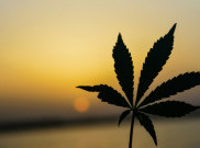 PBB Longgarkan Penggunaan Ganja