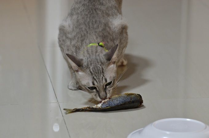 Kucing pun menyukai ikan Saba. (Foto Favvy) 