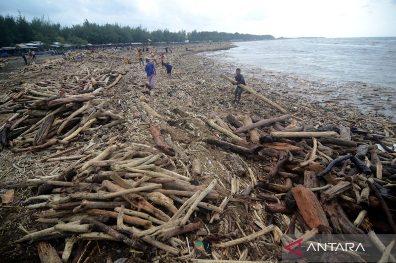 Istana Angkat Suara 'Banjir Bandang' Mahoni dan Sengon di Guci Tegal, Sudah Diinvestigasi