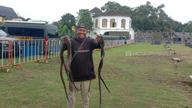Belasan Ular Ditemukan di Lokasi Isoter Benteng Vastenburg