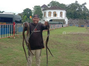 Belasan Ular Ditemukan di Lokasi Isoter Benteng Vastenburg