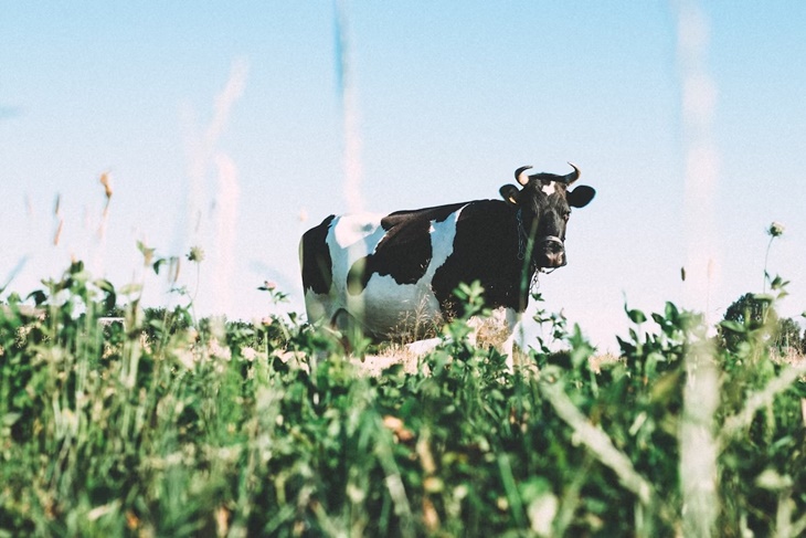 Susu Grass-Fed, Pilihan untuk Gizi Harian Orang Dewasa