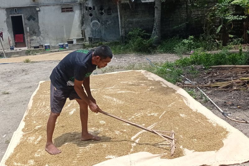Bapanas Segera Terapkan Kebijakan Fleksibilitas HPP Gabah Rp 6.000 Per Kilogram