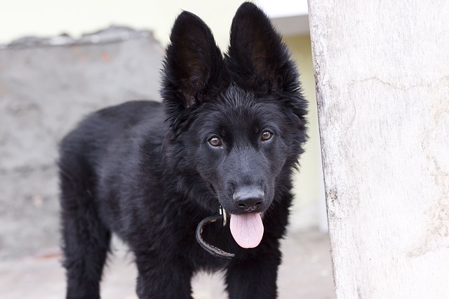 Waspadai 5 Ras Anjing Pemburu Paling Galak