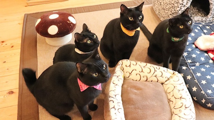 Mengenal Nekobiyaka, Kafe Kucing Hitam Satu-satunya di Dunia