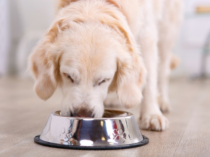 Anjing diajari mengikuti saran orang tidak dikenal dalam memilih mangkuk makanan. (Foto: 123RF/zinkevych)