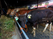 Puluhan Sapi Terinfeksi LSD, Bali Lockdown Lalu Lintas Ternak di Jembrana