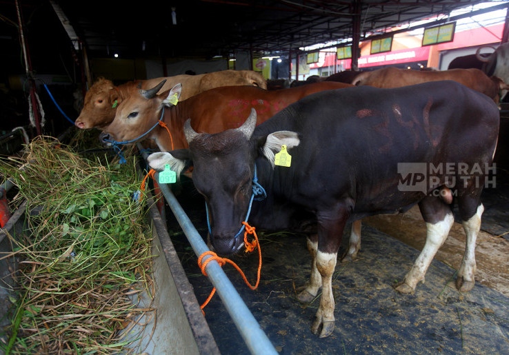 Puluhan Sapi Terinfeksi LSD, Bali Lockdown Lalu Lintas Ternak di Jembrana