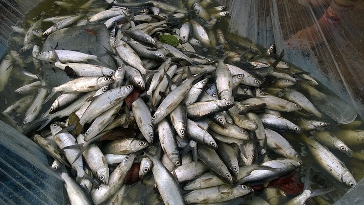 Ikan bandeng. (Foto: Pixabay/aybanreyes)
