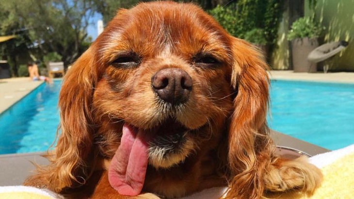 Hiks, Anjing Tergaya di Instagram Mati
