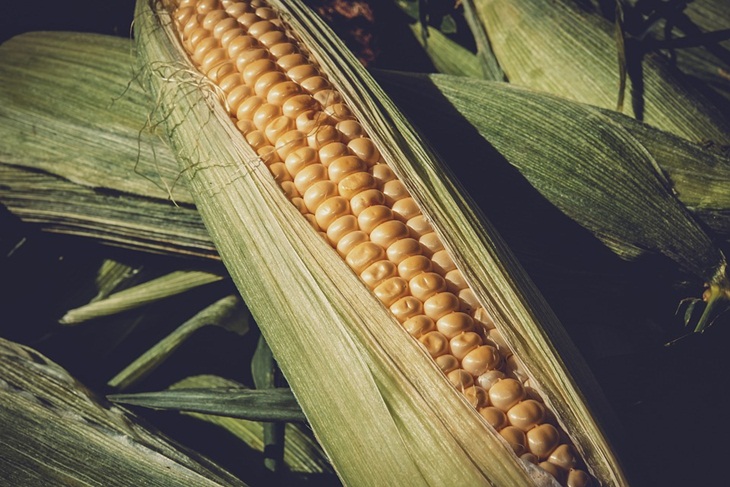 Jagung bahan utama pembuatan kadapet watara. (Foto: Pixabay/Couleur)