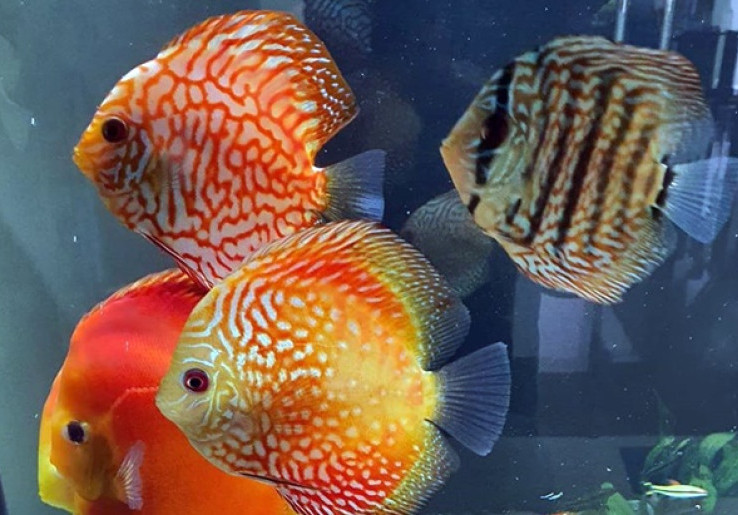 Tips Merawat Ikan Discus Bagi Pemula