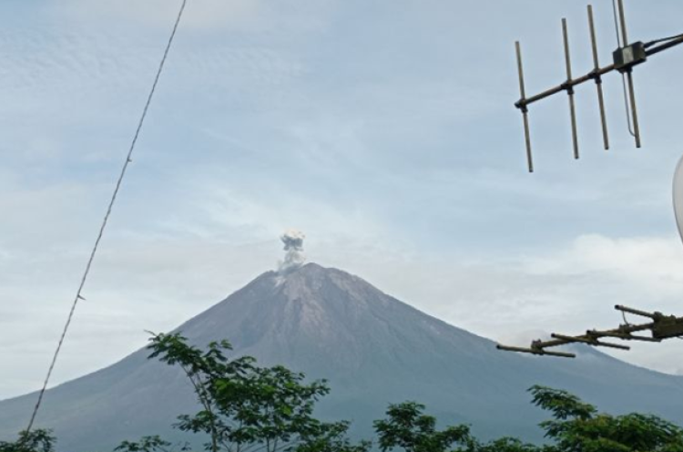 Gunung Semeru Erupsi dengan Ketinggian Letusan hingga 700 Meter