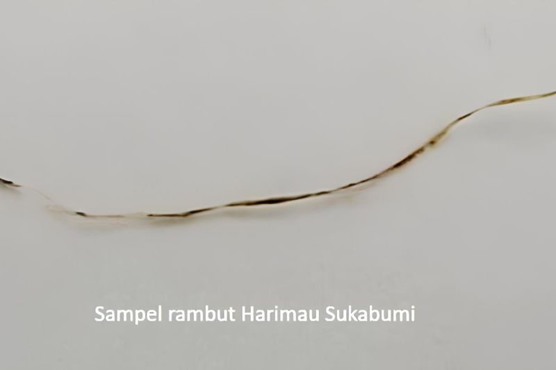 Yang Bikin Harimau Jawa Diyakini Belum Punah