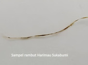 Yang Bikin Harimau Jawa Diyakini Belum Punah