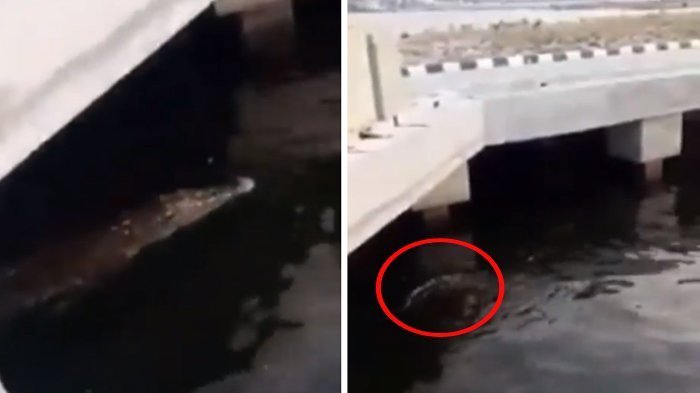 Cerita Kepala Ditpolair Baharkam Polri Soal Buaya di Pondok Dayung
