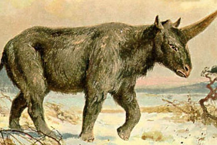 Unicorn asli kira-kira bentuknya seperti ini (Sumber: Ist)