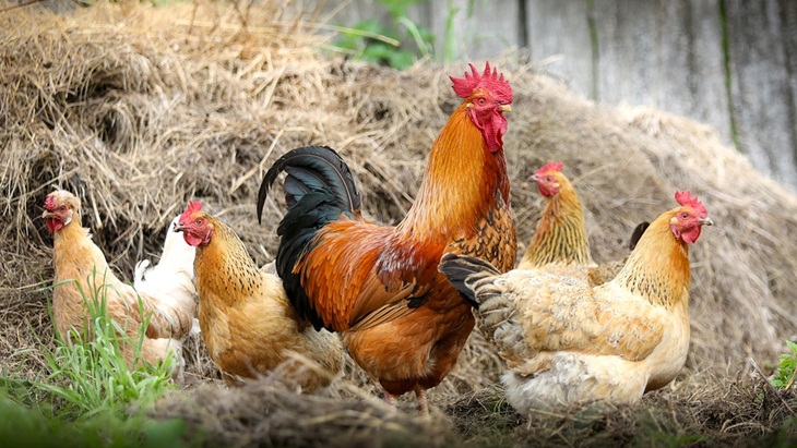 WOW! Bisnis Popok Ayam yang Terbilang 