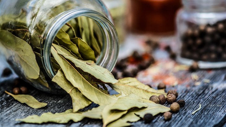 Daun Salam yang memiliki banyak manfaat. (Foto: Pixabay/monicore)