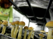 Magic Mushrooms Berpotensi Bantu Terapi Psikologis