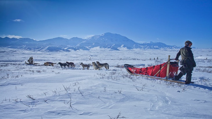 Mencoba Sensasi Pengalaman Dog Sled Ride di Alaska
