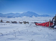 Mencoba Sensasi Pengalaman Dog Sled Ride di Alaska
