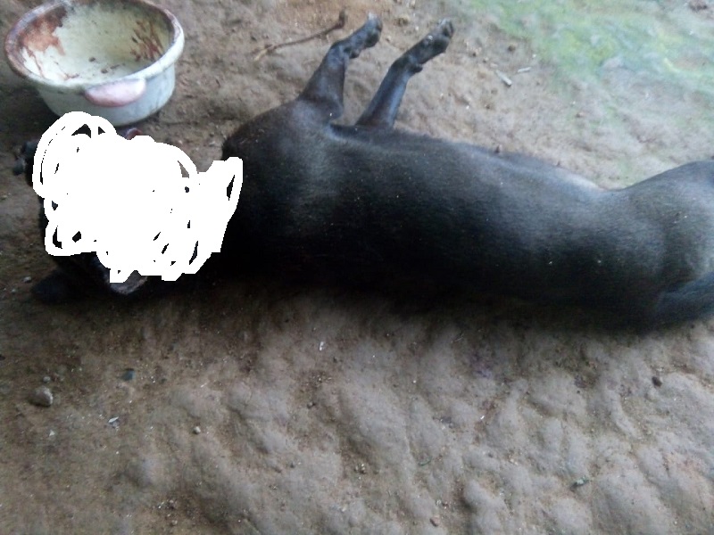 Viral Anjing Mati Digantung di Ambon, Polisi Harus Lakukan Penyidikan