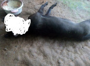 Viral Anjing Mati Digantung di Ambon, Polisi Harus Lakukan Penyidikan