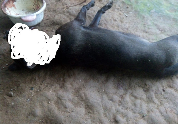 Viral Anjing Mati Digantung di Ambon, Polisi Harus Lakukan Penyidikan