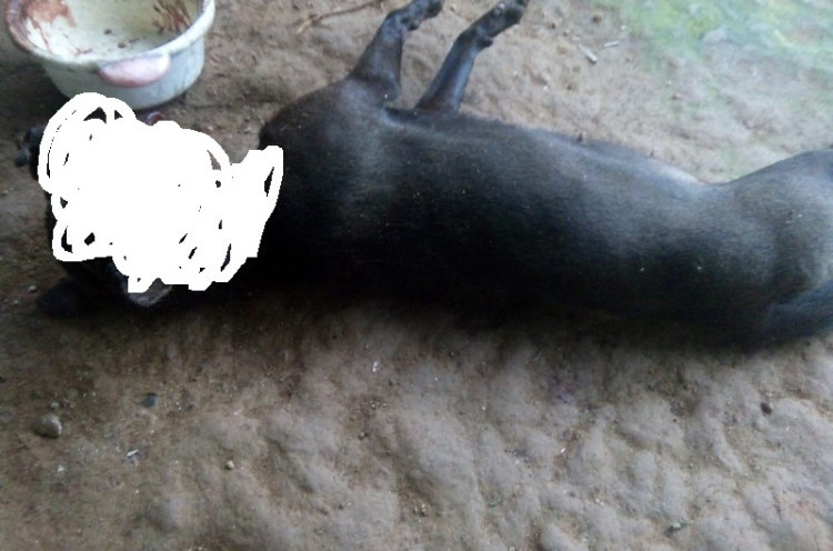Viral Anjing Mati Digantung di Ambon, Polisi Harus Lakukan Penyidikan