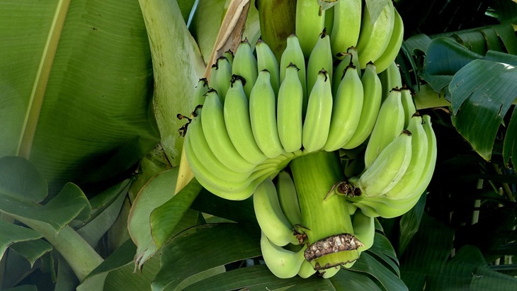 Pisang Mentah Ternyata Miliki Manfaat Ajaib