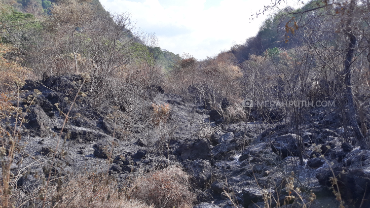 101 Hektar Hutan Di TNGC Dilalap si Jago Merah