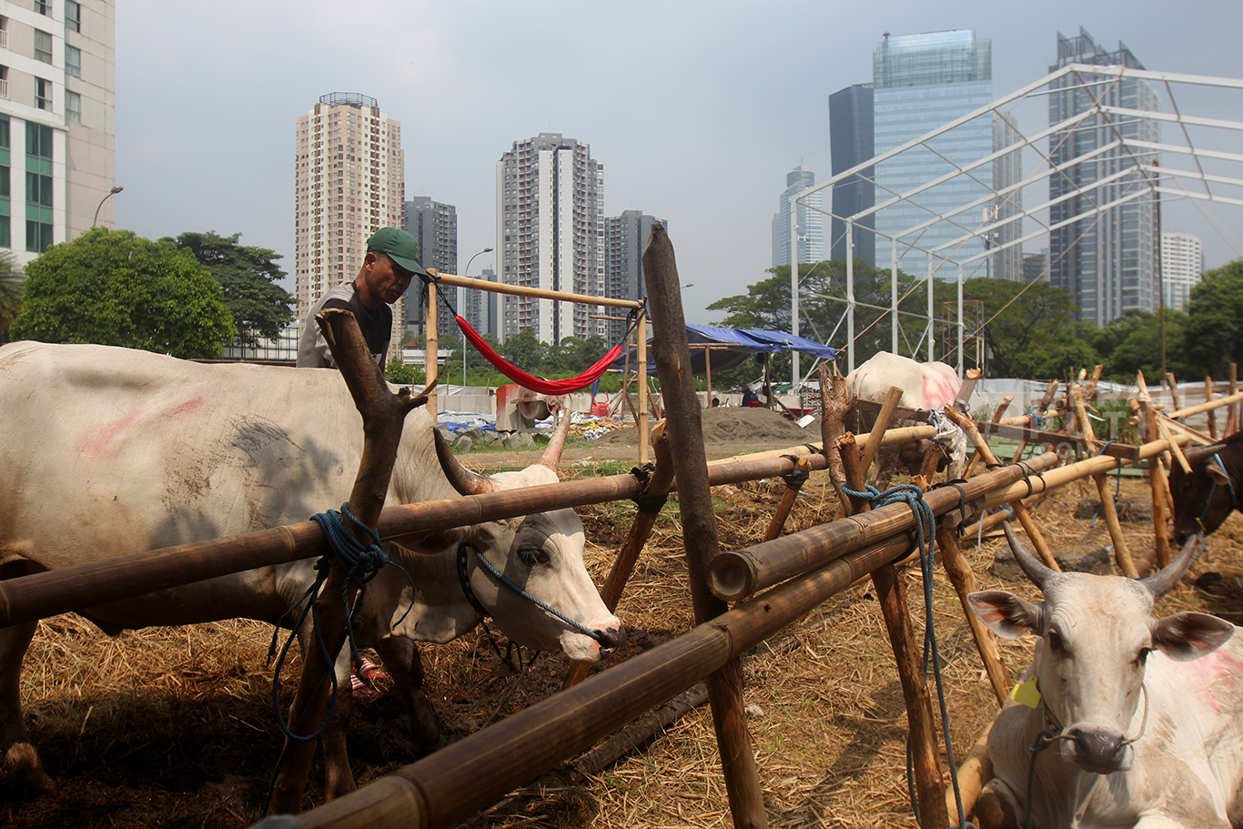Penjualan Hewan Kurban Jelang Hari Raya Idul Adha 1445 Hijriyah di Jakarta 