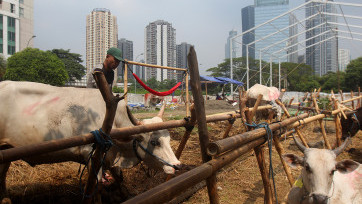 Penjualan Hewan Kurban Jelang Hari Raya Idul Adha 1445 Hijriyah di Jakarta 