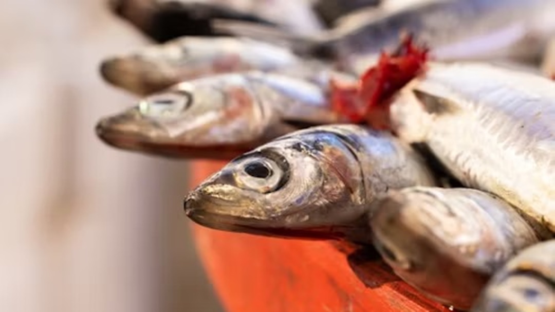 5 Jenis Ikan Tinggi Protein