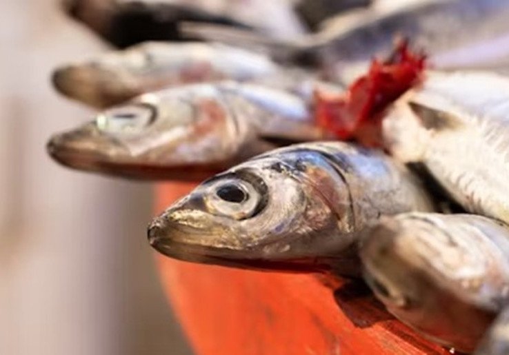5 Jenis Ikan Tinggi Protein