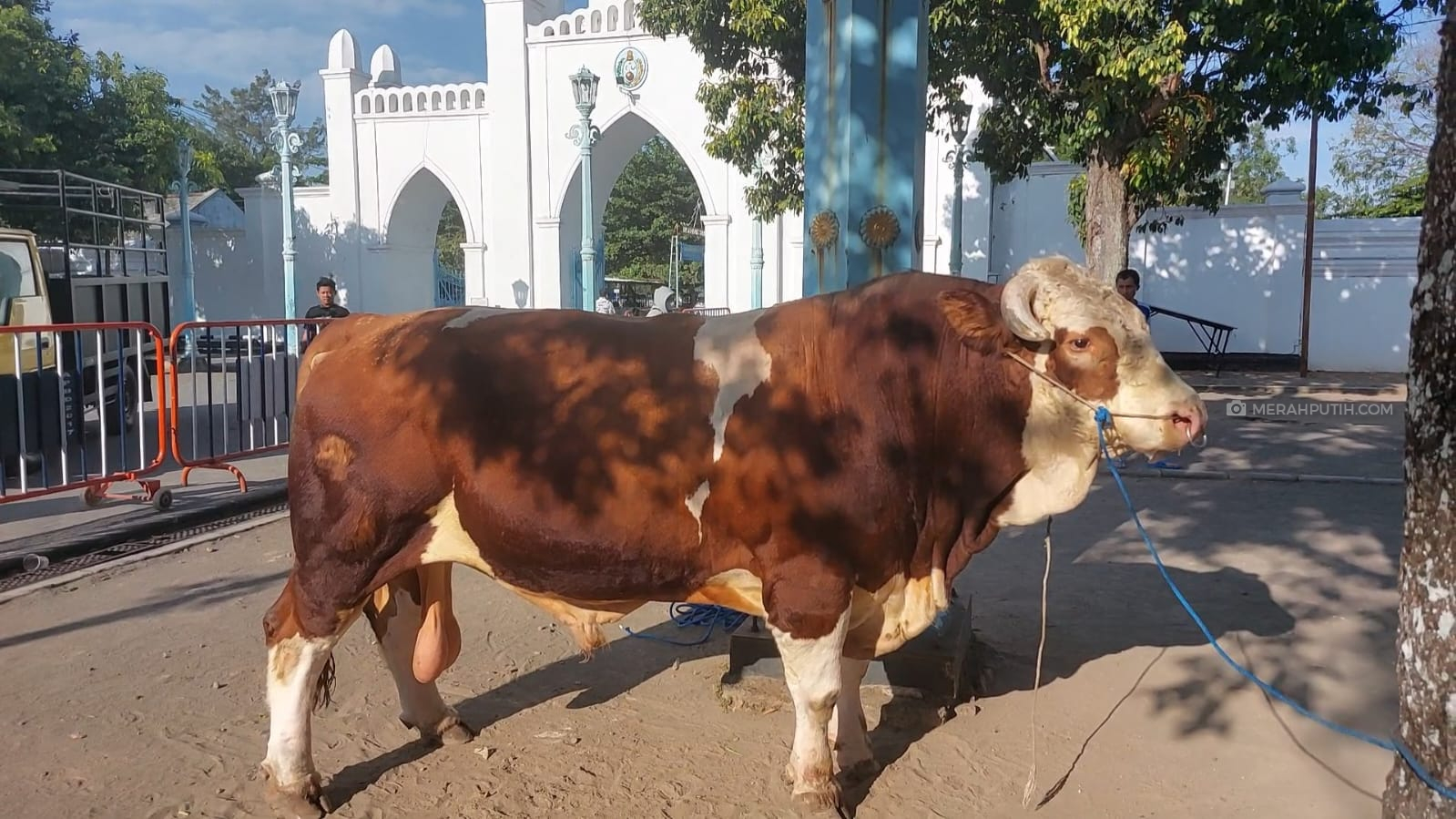 sapi
