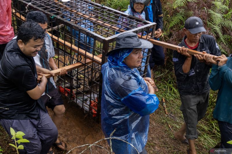 Harimau Sumatra Terjebak Perangkap Warga Solok Hingga Menderita Dehidrasi Berat