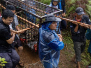 Harimau Sumatra Terjebak Perangkap Warga Solok Hingga Menderita Dehidrasi Berat
