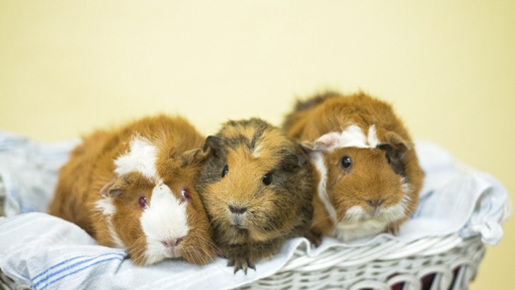 guinea pig
