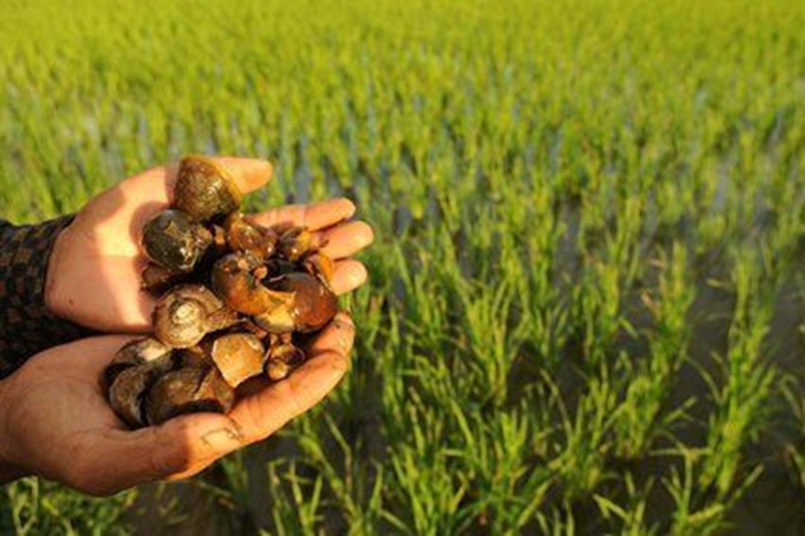 Ada Apa dengan Keong Sawah? Yuk Cari Tahu Kandungan Nutrisinya