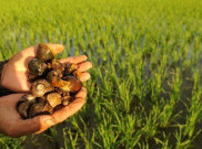 Ada Apa dengan Keong Sawah? Yuk Cari Tahu Kandungan Nutrisinya
