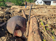 Gajah Sumatera Mati Terseret Banjir Bandang, Saat Ditemukan Sudah Tertimpa Kayu dan Lumpur