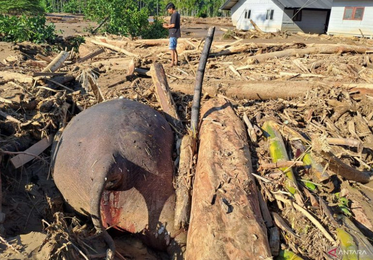 Gajah Sumatera Mati Terseret Banjir Bandang, Saat Ditemukan Sudah Tertimpa Kayu dan Lumpur