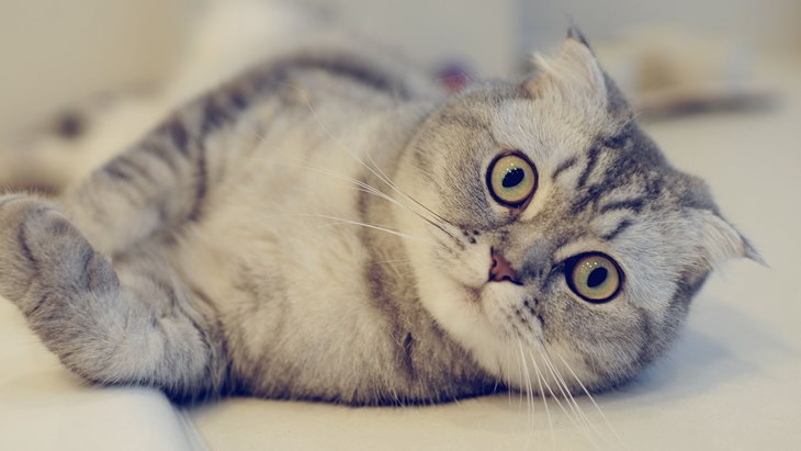 Bisa Jadi Kucing Kamu Kena Penyakit Ini!