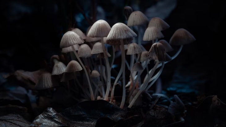 Obat dari Magic Mushroom dapat Mengatasi Depresi Parah